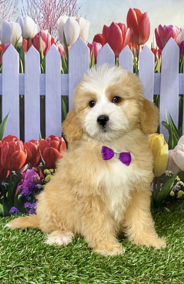 Photo of Ms. Paisley the F2 Mini-Bernedoodle puppy