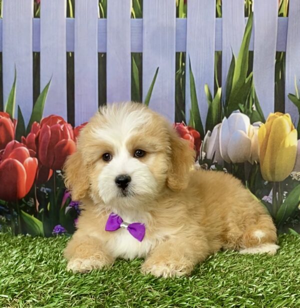 Photo of Ms. Paisley the F2 Mini-Bernedoodle puppy