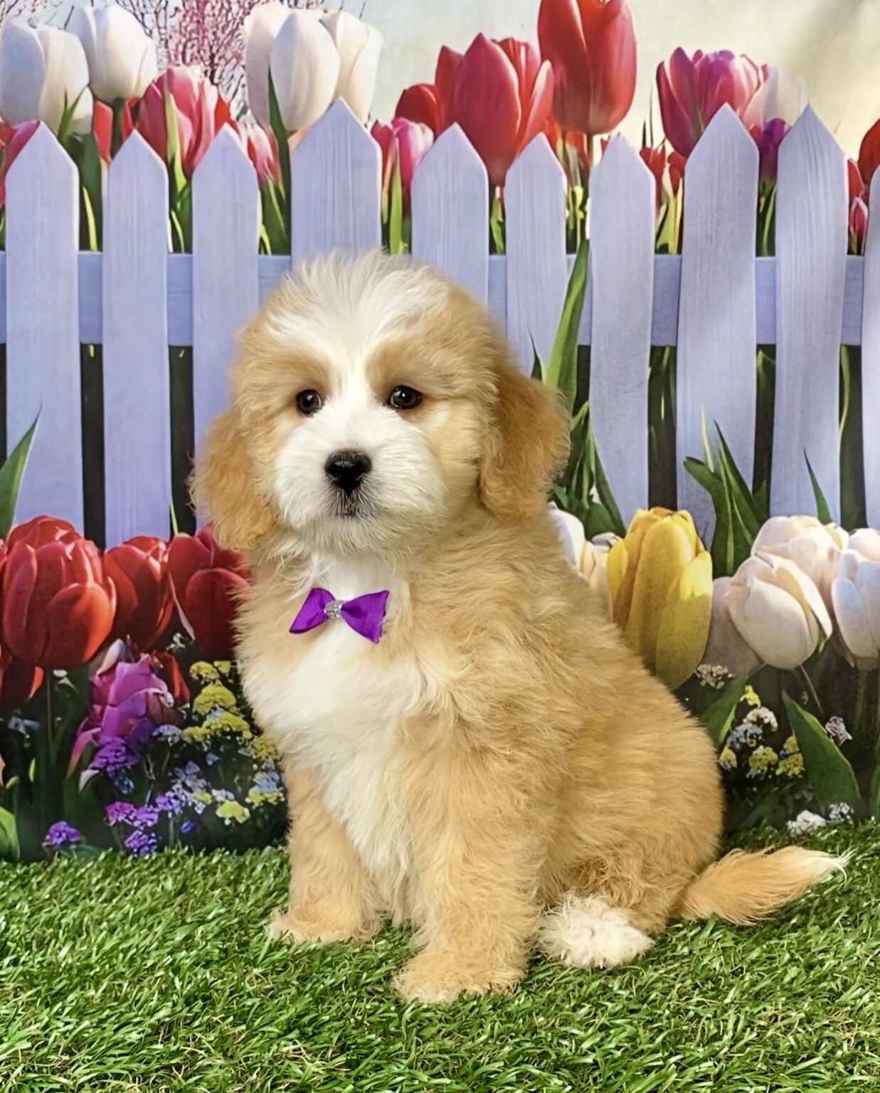 Photo of Ms. Paisley the F2 Mini-Bernedoodle puppy