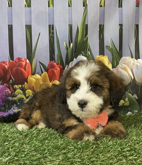 Photo of Ms. Pansy the F2 Mini-Bernedoodle puppy
