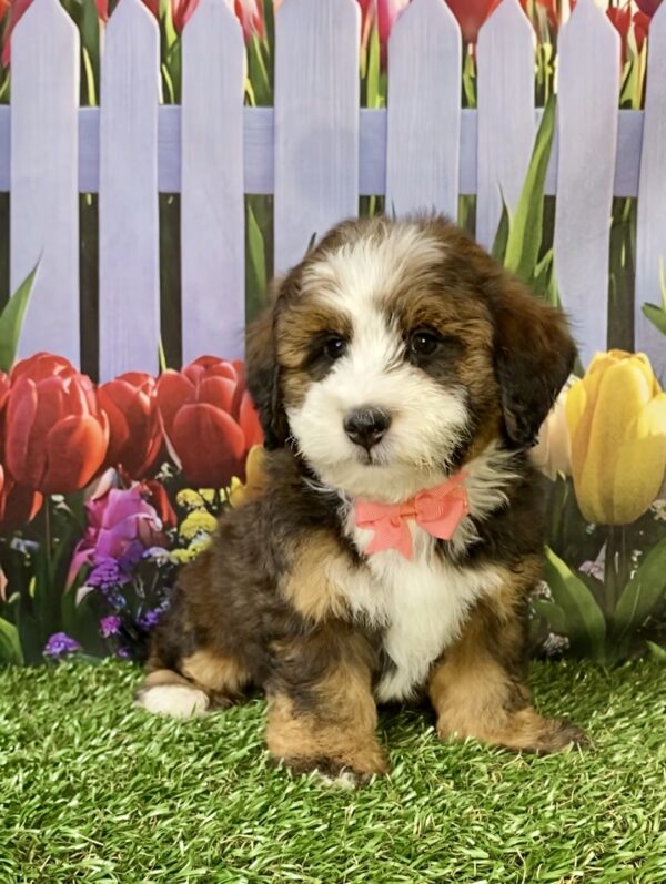 Photo of Ms. Pansy the F2 Mini-Bernedoodle puppy
