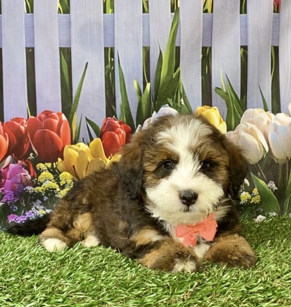Photo of Ms. Pansy the F2 Mini-Bernedoodle puppy