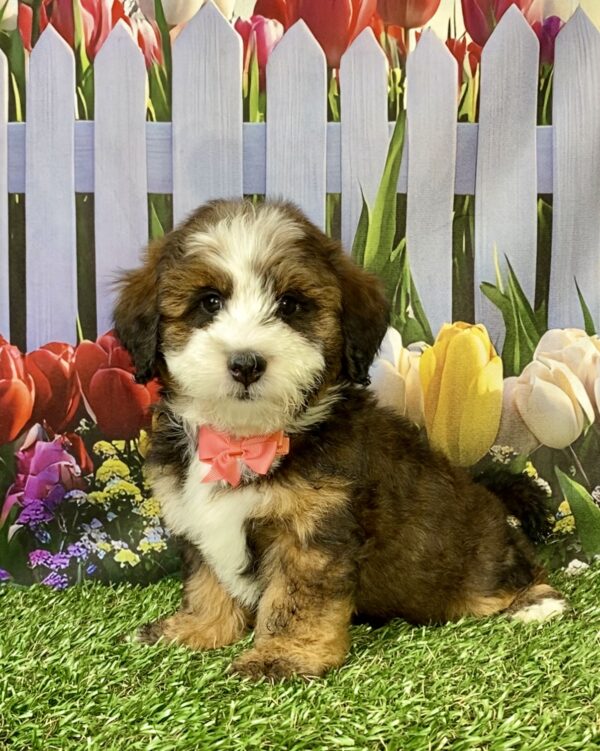 Photo of Ms. Pansy the F2 Mini-Bernedoodle puppy