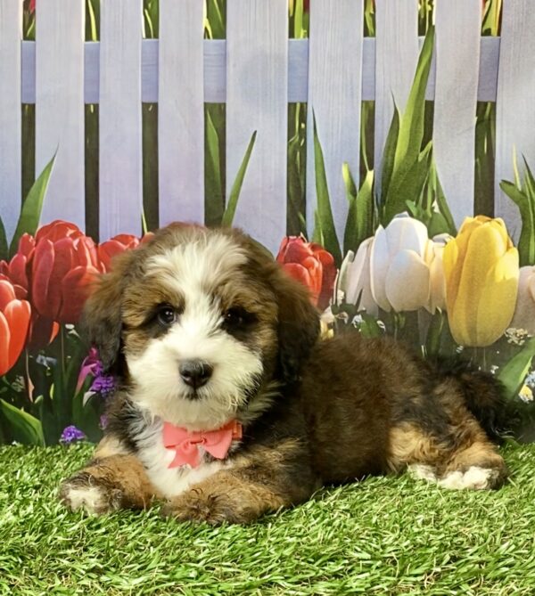 Photo of Ms. Pansy the F2 Mini-Bernedoodle puppy