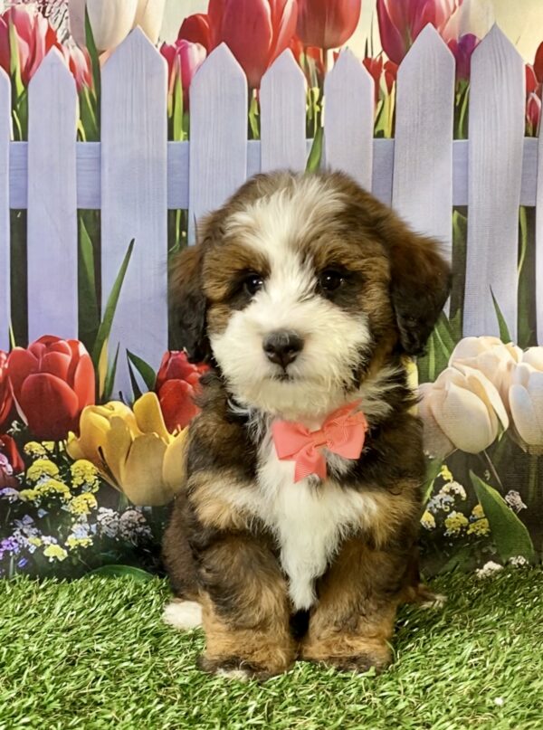 Photo of Ms. Pansy the F2 Mini-Bernedoodle puppy