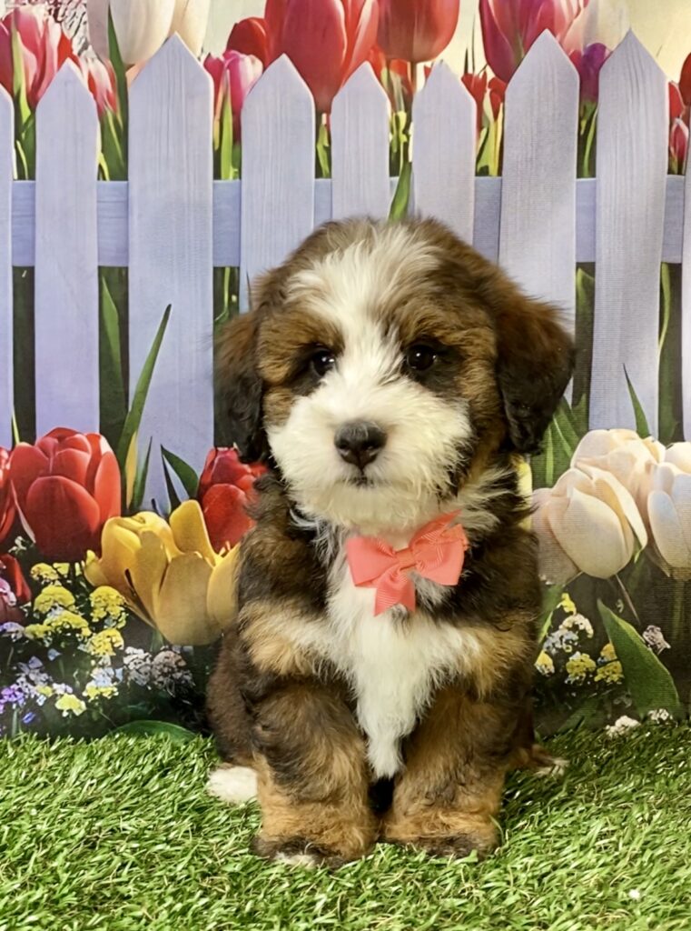 Photo of Ms. Pansy the F2 Mini-Bernedoodle puppy