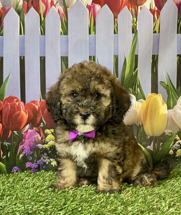 Photo of Ms. Pebbles the F2 Mini-Bernedoodle puppy