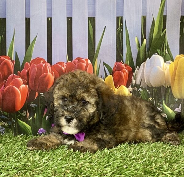 Photo of Ms. Pebbles the F2 Mini-Bernedoodle puppy