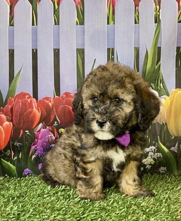 Photo of Ms. Pebbles the F2 Mini-Bernedoodle puppy