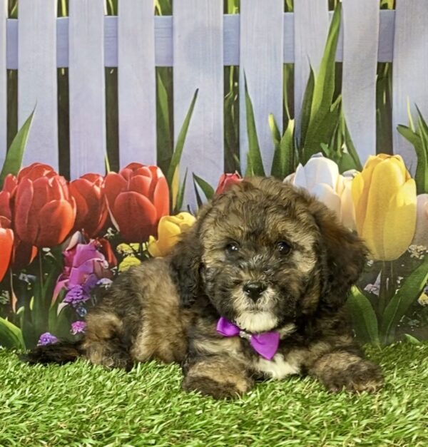 Photo of Ms. Pebbles the F2 Mini-Bernedoodle puppy