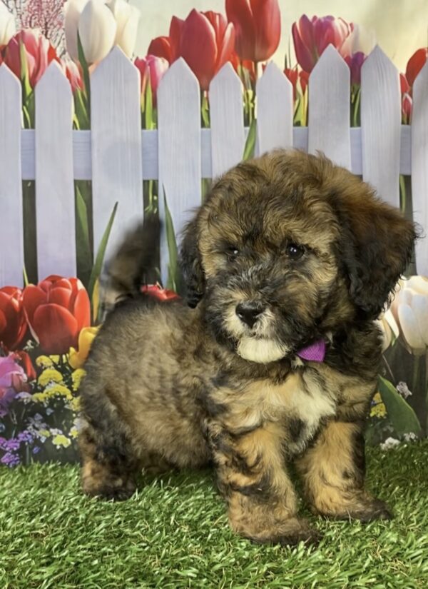 Photo of Ms. Pebbles the F2 Mini-Bernedoodle puppy