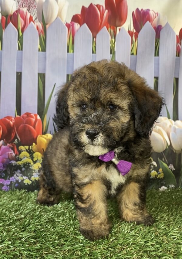 Photo of Ms. Pebbles the F2 Mini-Bernedoodle puppy