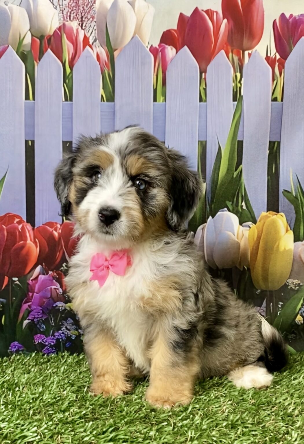 Photo of Ms. Penny the F2 Mini-Bernedoodle puppy