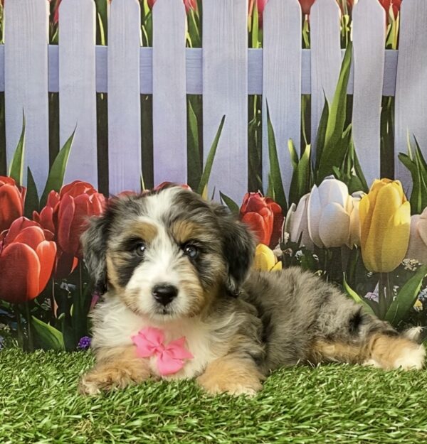 Photo of Ms. Penny the F2 Mini-Bernedoodle puppy