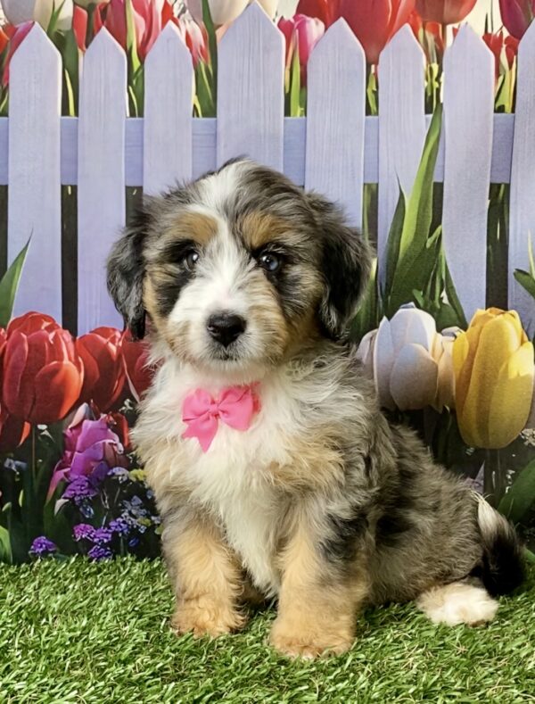 Photo of Ms. Penny the F2 Mini-Bernedoodle puppy