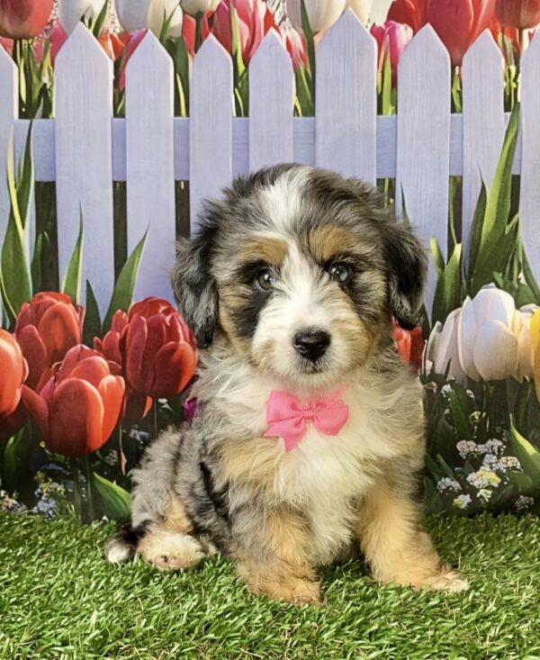Photo of Ms. Penny the F2 Mini-Bernedoodle puppy
