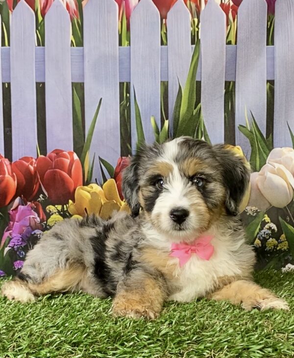 Photo of Ms. Penny the F2 Mini-Bernedoodle puppy