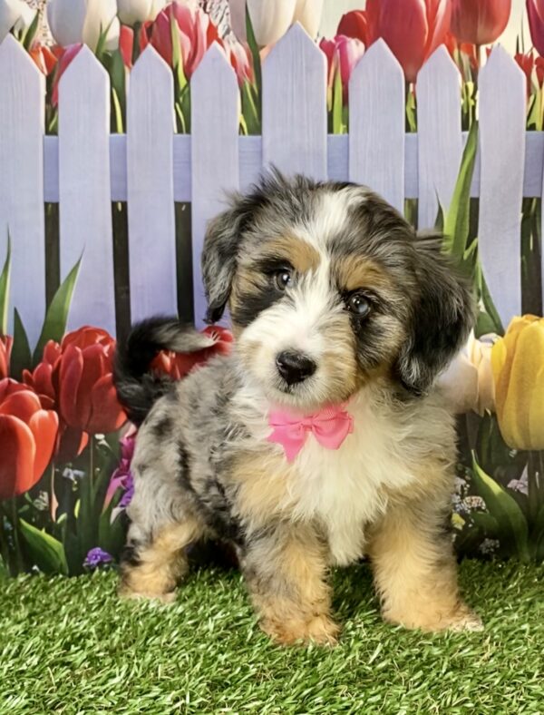 Photo of Ms. Penny the F2 Mini-Bernedoodle puppy