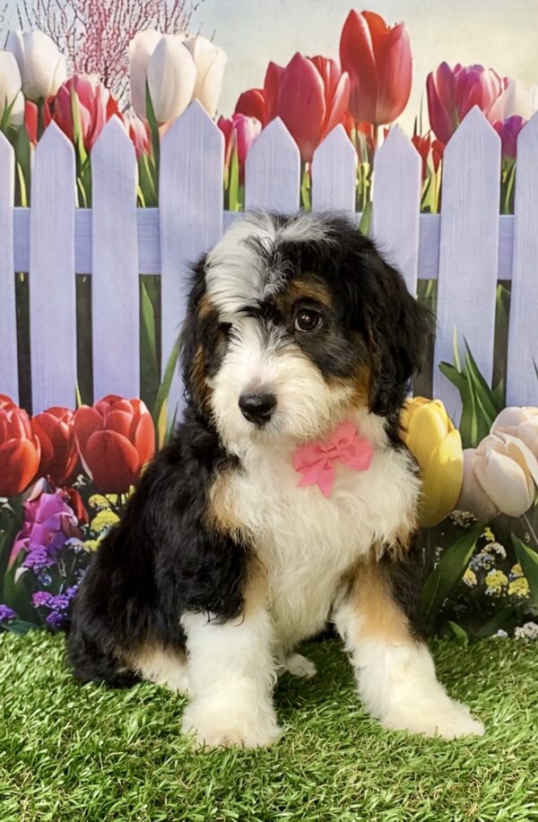 Ms. Rain the Mini-Bernedoodle puppy