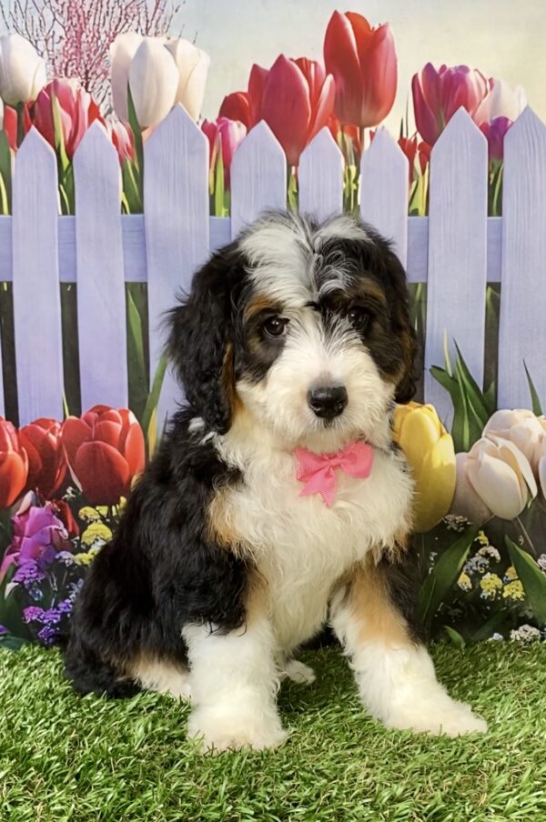 Photo of Ms. Rain the Mini-Bernedoodle puppy