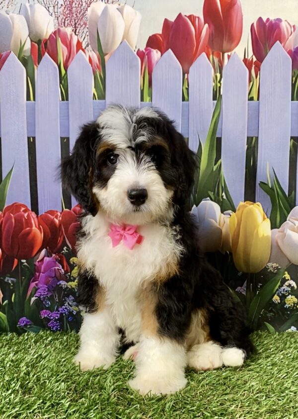 Photo of Ms. Rain the Mini-Bernedoodle puppy