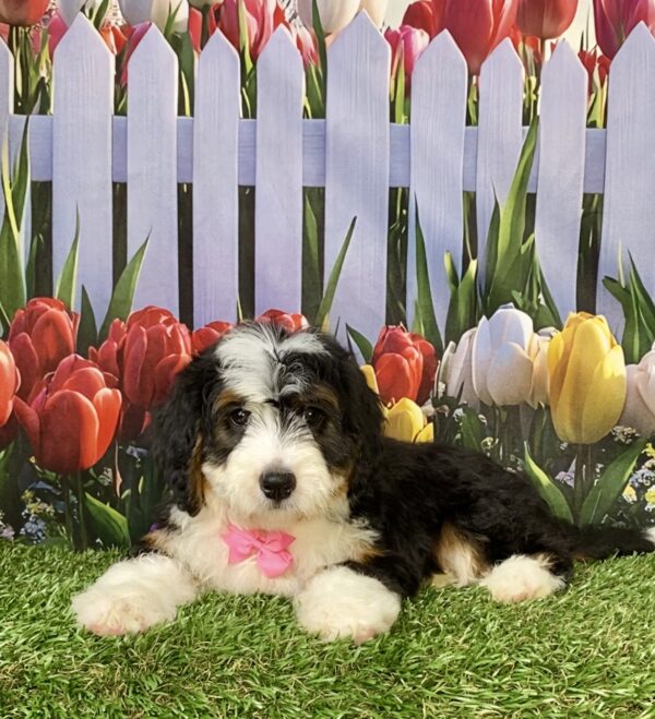 Photo of Ms. Rain the Mini-Bernedoodle puppy