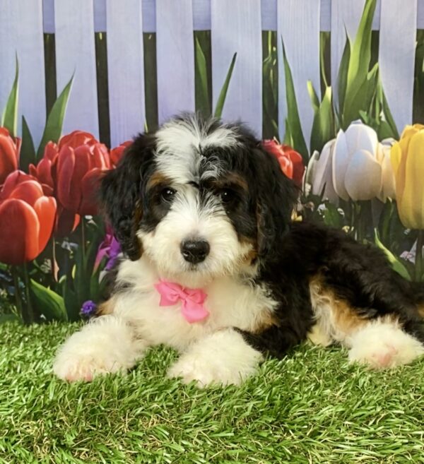Photo of Ms. Rain the Mini-Bernedoodle puppy