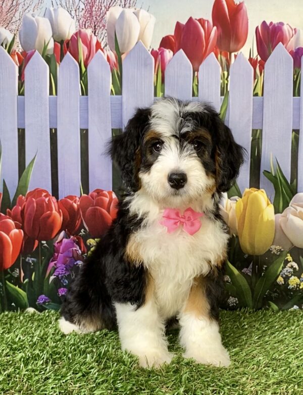 Photo of Ms. Rain the Mini-Bernedoodle puppy