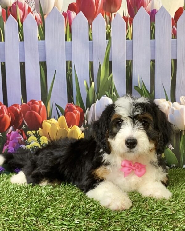 Photo of Ms. Rain the Mini-Bernedoodle puppy