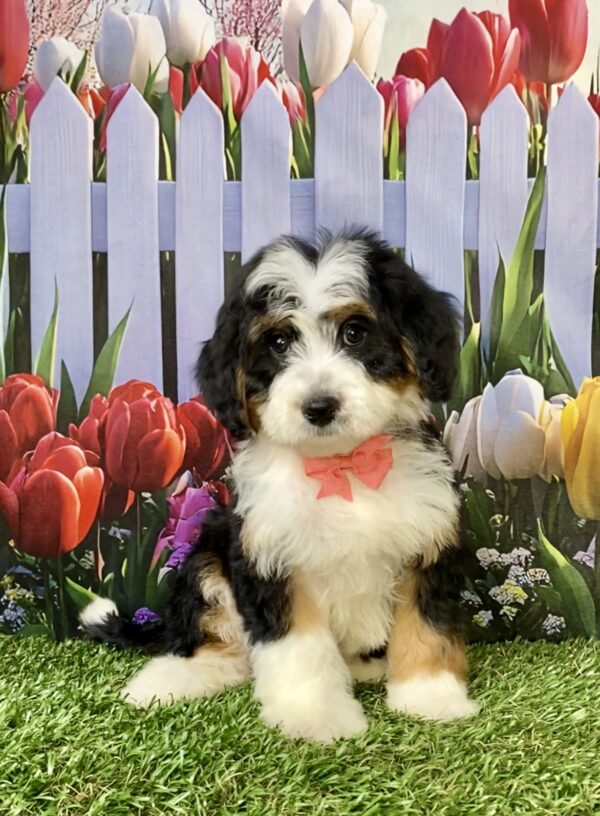 Ms. River the Mini-Bernedoodle puppy