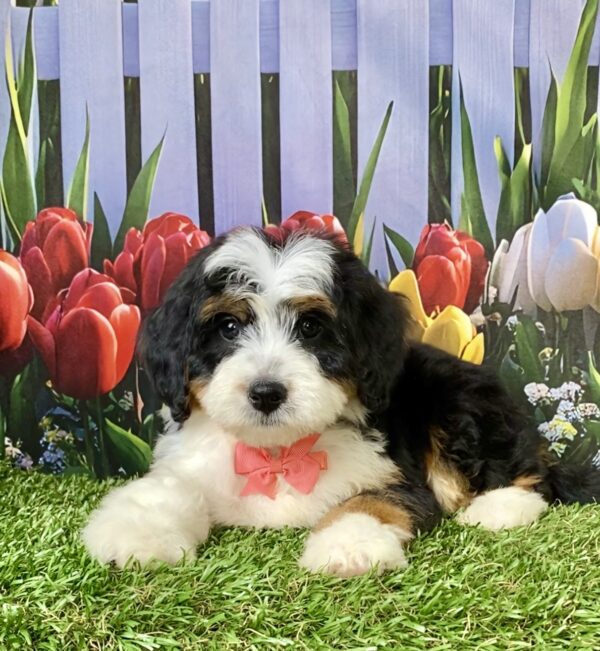 Photo of Ms. River the Mini-Bernedoodle puppy