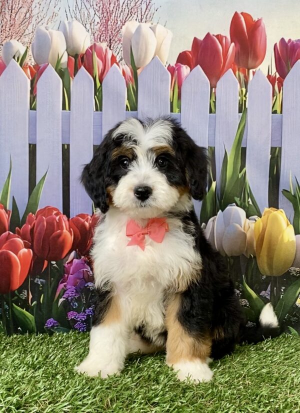 Photo of Ms. River the Mini-Bernedoodle puppy