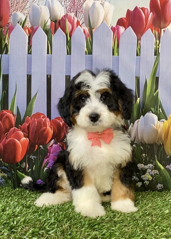 Photo of Ms. River the Mini-Bernedoodle puppy