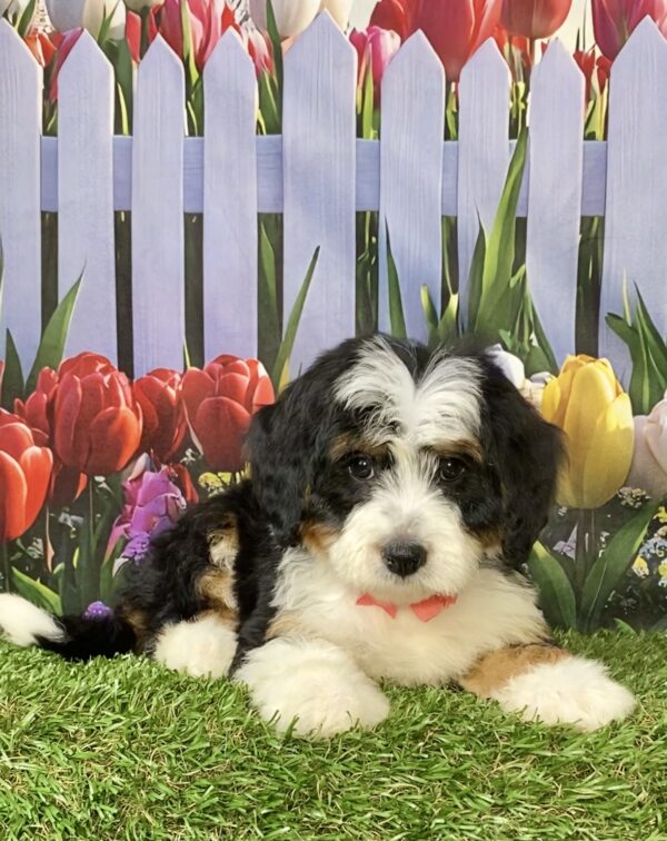 Photo of Ms. River the Mini-Bernedoodle puppy
