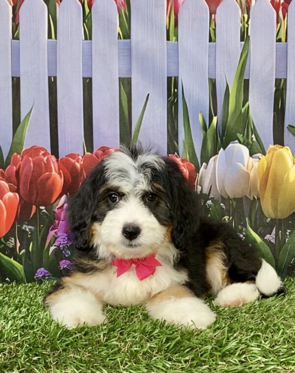 Photo of Ms. Rose the Mini-Bernedoodle puppy