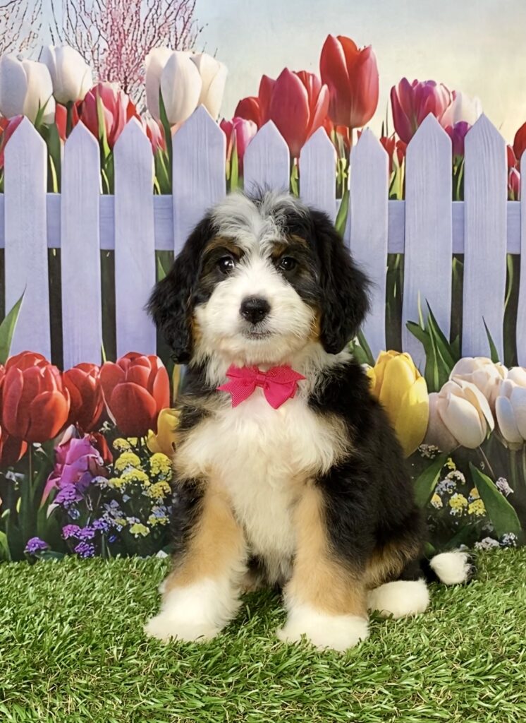 Photo of Ms. Rose the Mini-Bernedoodle puppy
