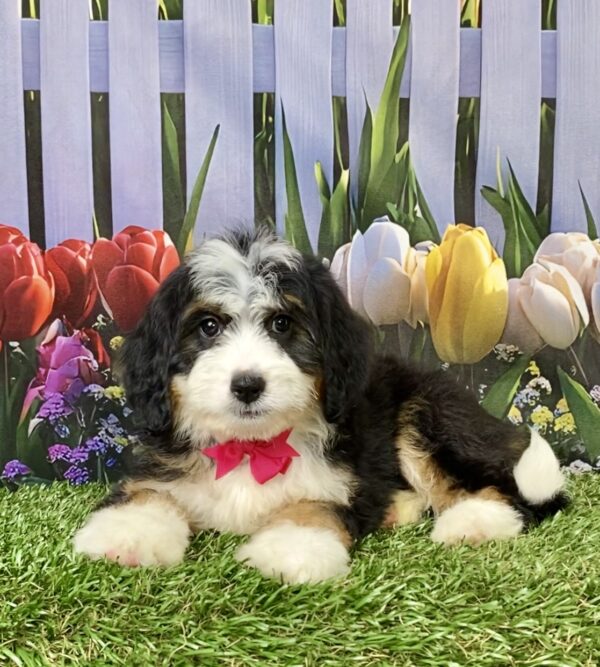 Photo of Ms. Rose the Mini-Bernedoodle puppy