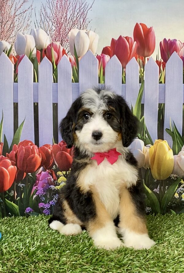 Photo of Ms. Rose the Mini-Bernedoodle puppy