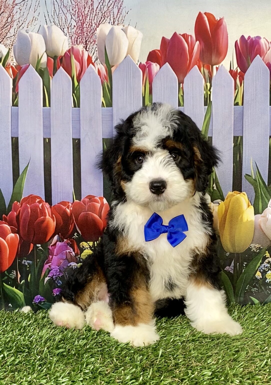 Photo of Mr. Aaron the Mini-Bernedoodle puppy