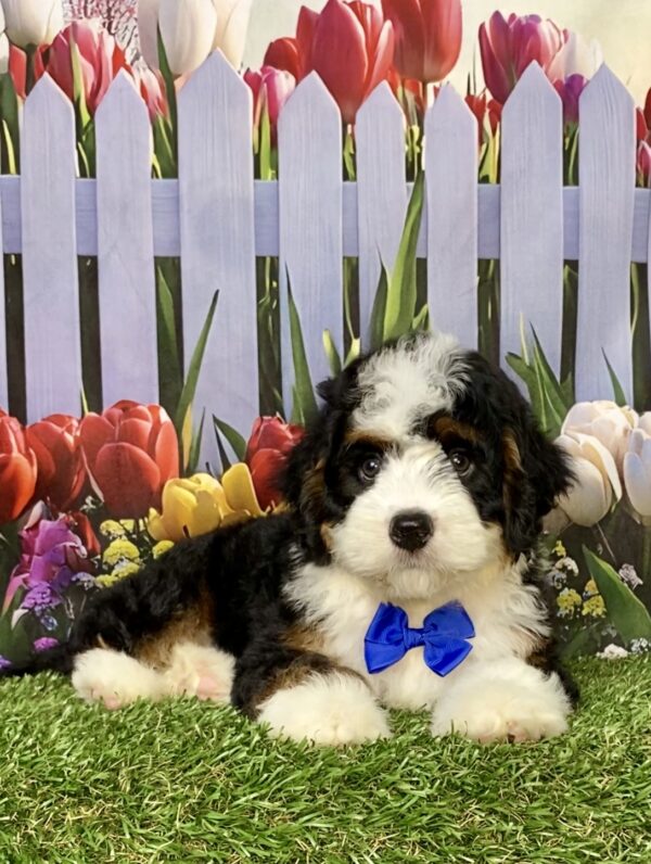 Photo of Mr. Aaron the Mini-Bernedoodle puppy