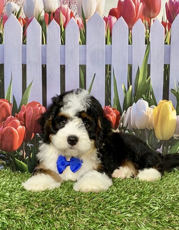 Photo of Mr. Aaron the Mini-Bernedoodle puppy