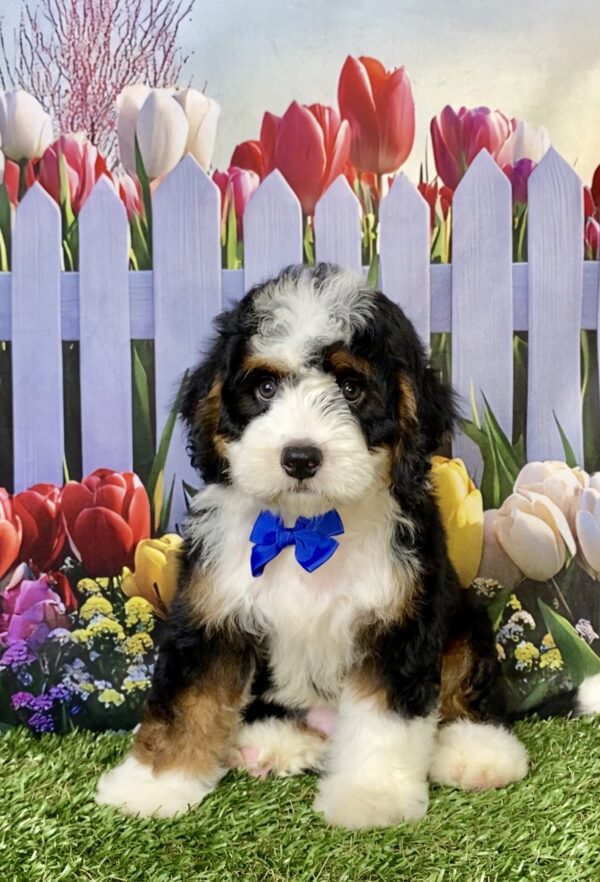 Photo of Mr. Aaron the Mini-Bernedoodle puppy