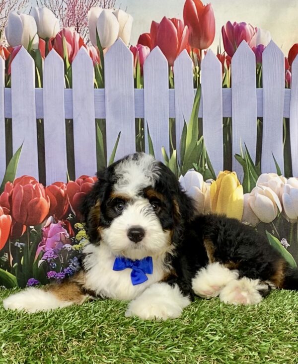 Photo of Mr. Aaron the Mini-Bernedoodle puppy
