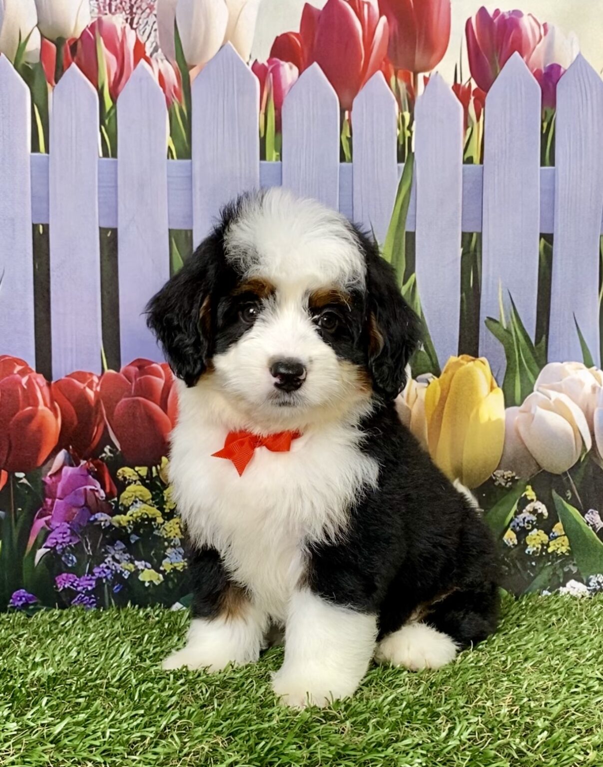 Photo of Mr. Adam the Mini-Bernedoodle puppy