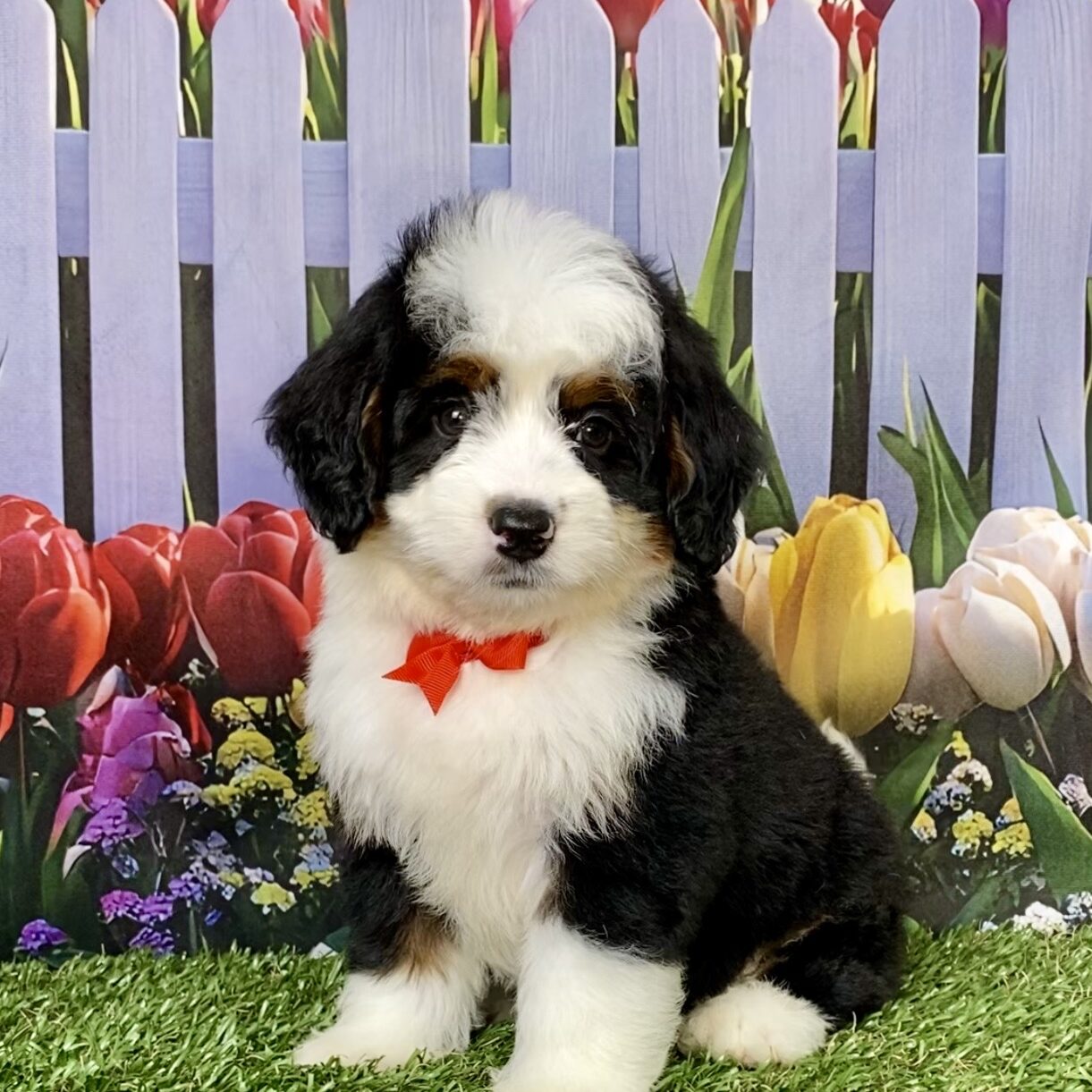 Mr. Adam The Mini-Bernedoodle | The Bernedoodles