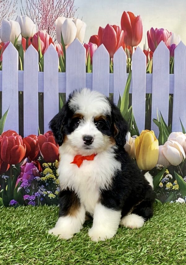 Photo of Mr. Adam the Mini-Bernedoodle puppy