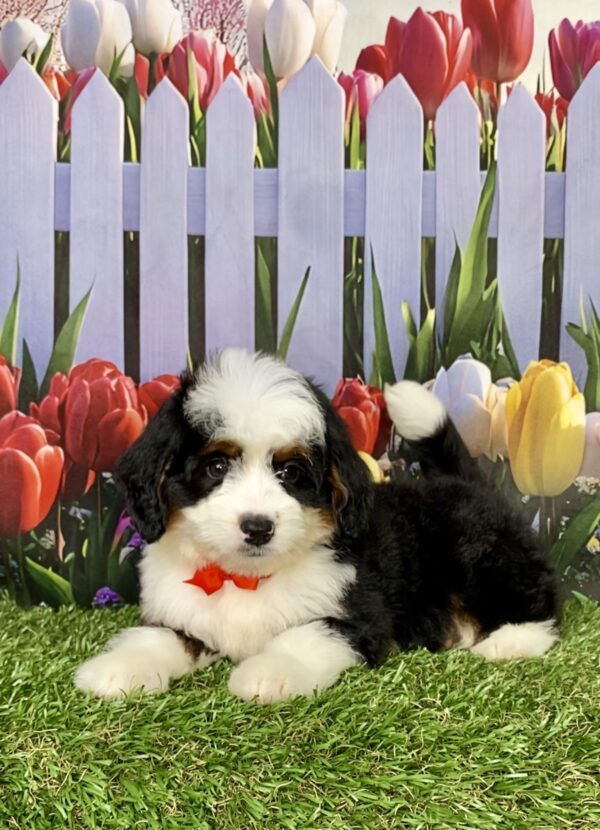 Photo of Mr. Adam the Mini-Bernedoodle puppy