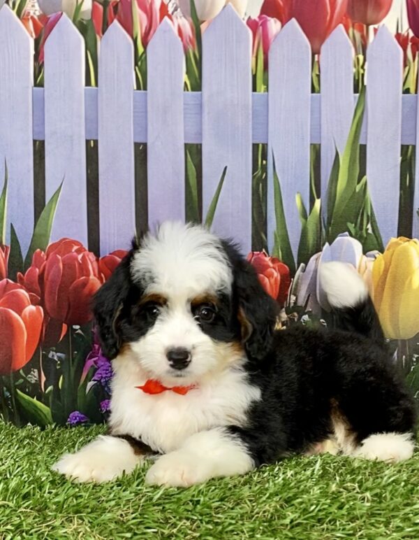 Photo of Mr. Adam the Mini-Bernedoodle puppy