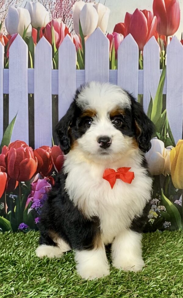 Photo of Mr. Adam the Mini-Bernedoodle puppy