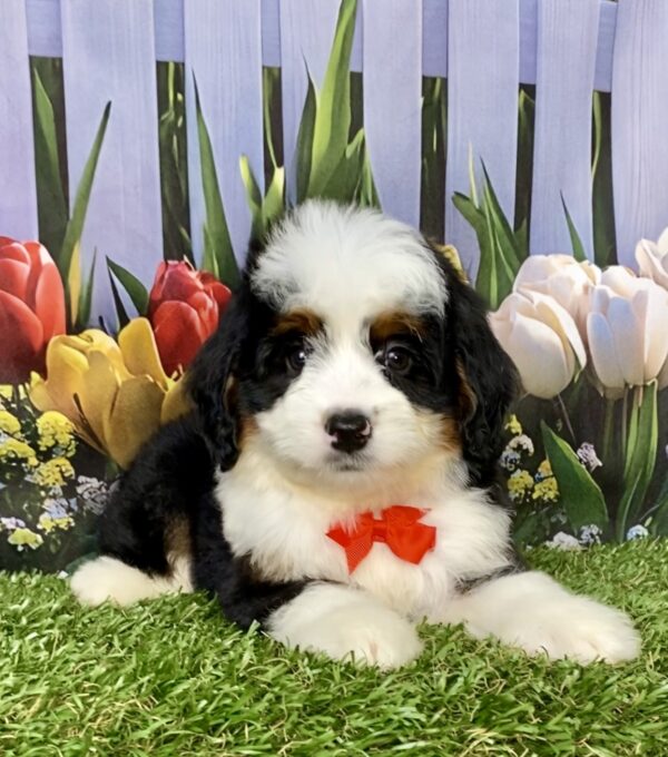 Photo of Mr. Adam the Mini-Bernedoodle puppy